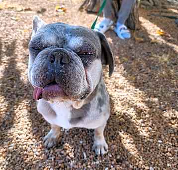 Photo of Stitch