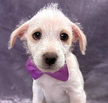 Photo of Benny