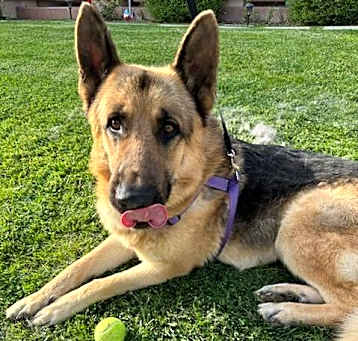 Photo of Duke