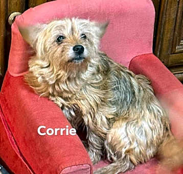 Photo of Corrie & torrie