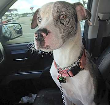 Photo of Sadie