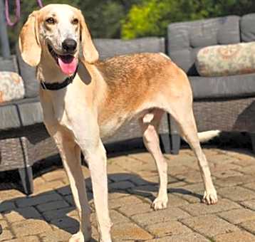 Photo of Rex