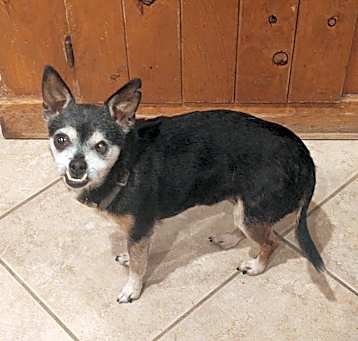 Photo of Cookie