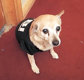 Photo of Rascal