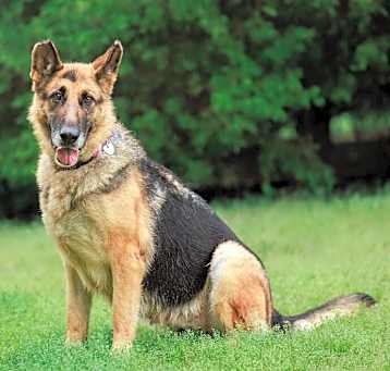 Photo of Ursa