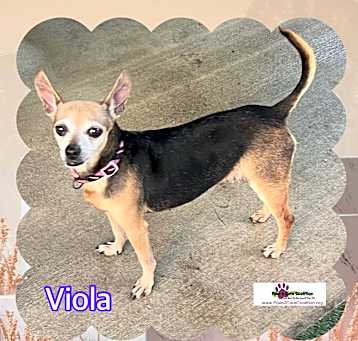 Photo of Viola