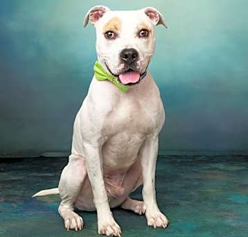 Photo of PETEY