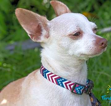 Photo of Spike