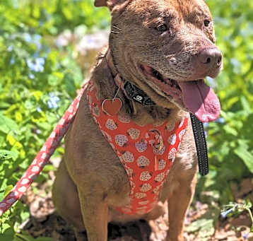 Photo of Willow