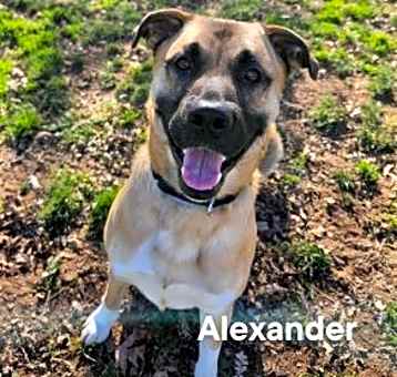 Photo of Alexander