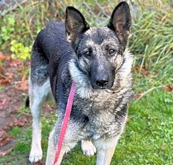 Photo of Honey, Mellow GSD, $300 fee