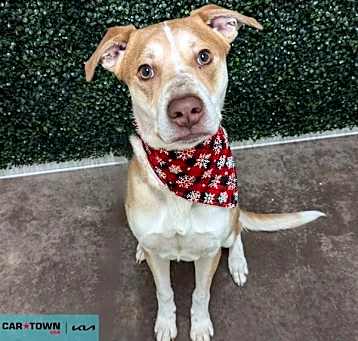 Photo of Oliver Twist