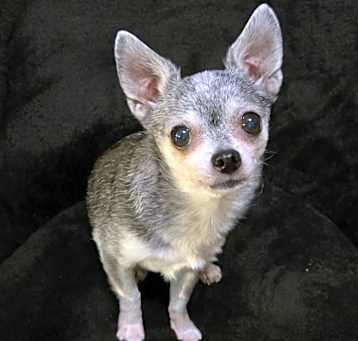 Photo of Itsy Bitsy