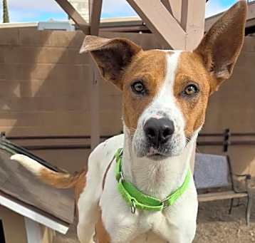 Photo of Pumpkin Patch (Punkin)