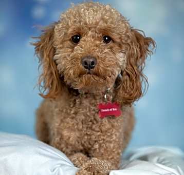 Photo of Ginger