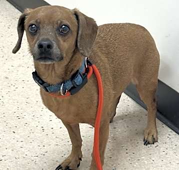 Photo of Rusty