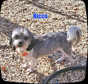 Photo of Nicco