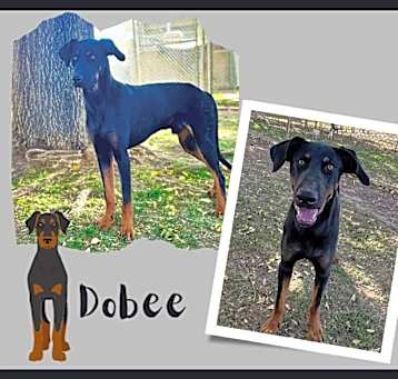 Photo of Deebo