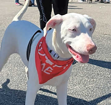 Photo of Shiloh-Sweet puppy!
