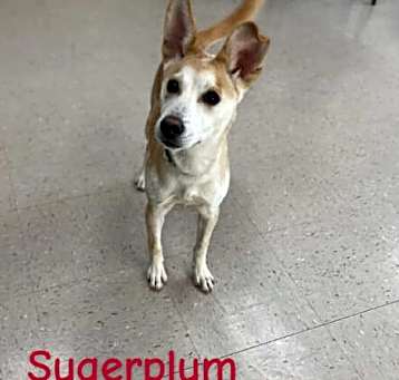Photo of Sugarplum