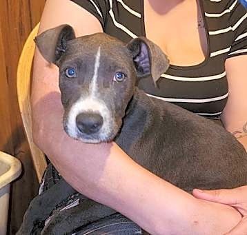 Photo of Blue - I've got potential!