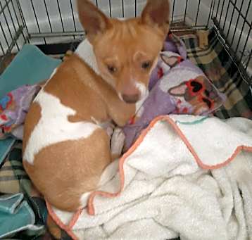 Photo of Benji (Squirt)