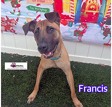 Photo of Francis