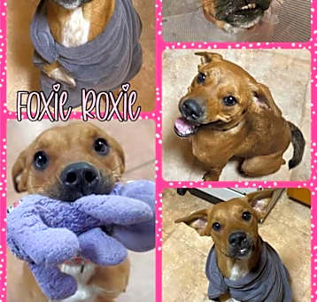 Photo of Foxie Roxie