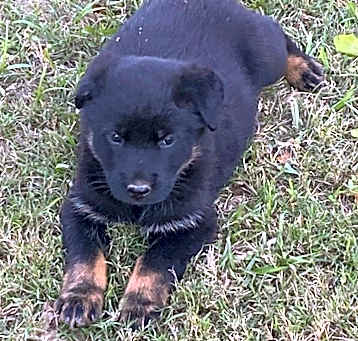 Photo of Rotti Shep Puppies