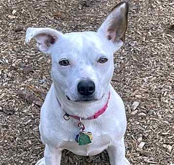 Photo of Ruby