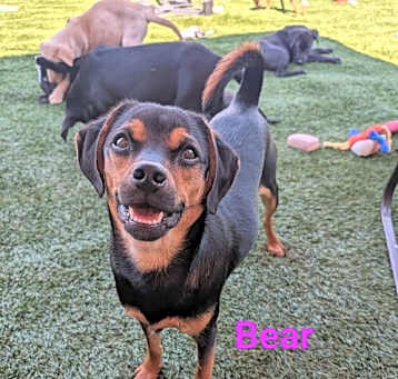 Photo of Bear