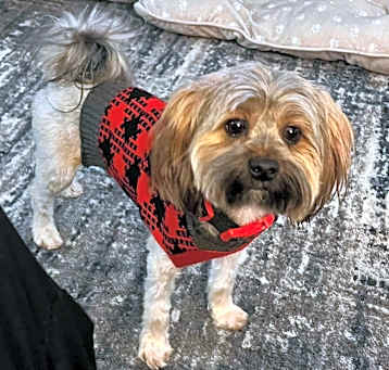 Photo of Boomer