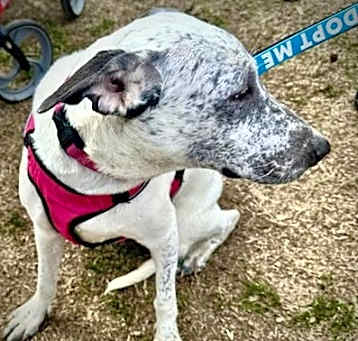 Photo of Snow