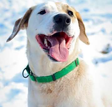 Photo of Honey