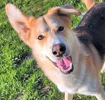 Photo of Baron