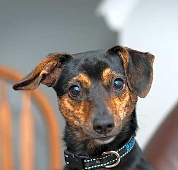 Photo of Baloo