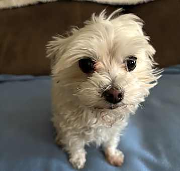 Photo of Princess