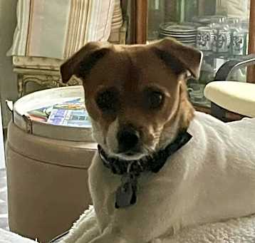 Photo of Toby
