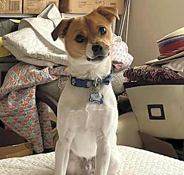 Photo of Toby