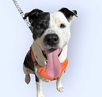Photo of PETEY