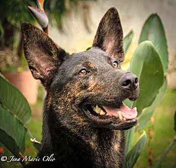 Photo of RICO