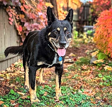 Photo of Blaze