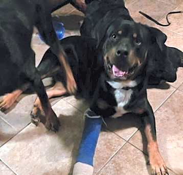 Photo of Barkley