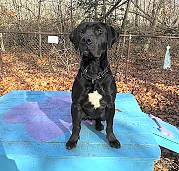 Photo of Rook