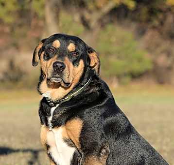 Photo of Rodi
