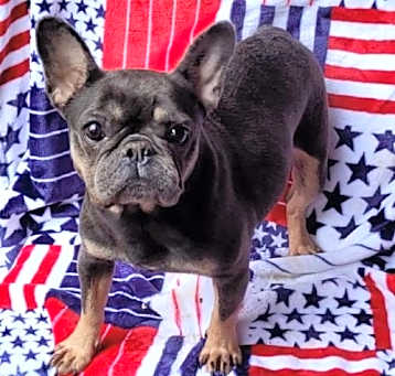 Photo of Frenchie Adults