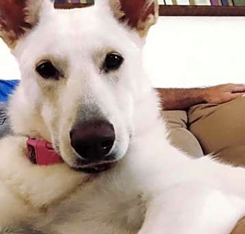 Photo of Ripley