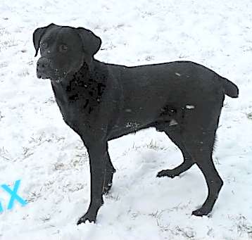 Photo of Binx