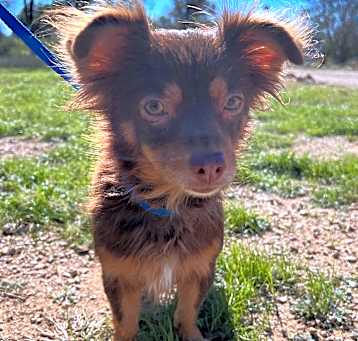 Photo of Cinnamon