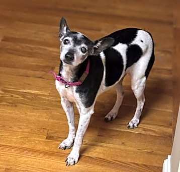 Photo of Daisy CC~